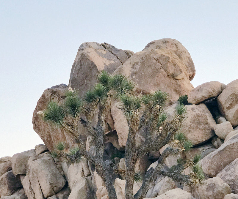 Desert Dweller | Joshua Tree Road Trip Guide