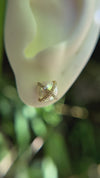 Pade Vavra 14K Yellow Gold Pearl Studs With Diamonds